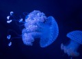 20151221-27