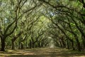 4_Wormsloe-03