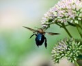 bombus_impatiens-04