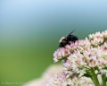 bombus_impatiens-05