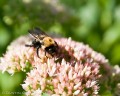 bombus_impatiens-08