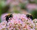 bombus_impatiens-09