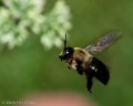 bombus_impatiens-11