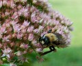 bombus_impatiens-12