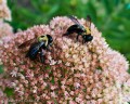 bombus_impatiens-13