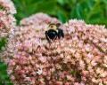 bombus_impatiens-14