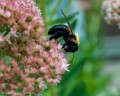 bombus_impatiens-15