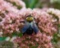 bombus_impatiens-16